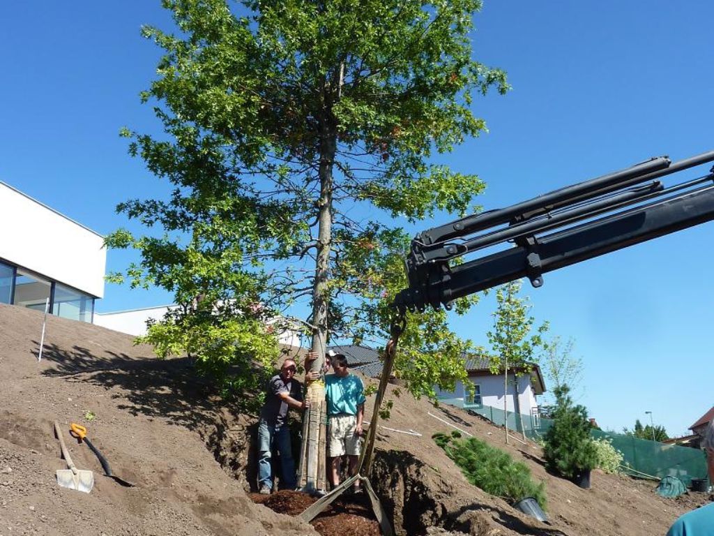 Dvanáct metrů vysoký a 1,5 tuny vážící strom k výsadbě