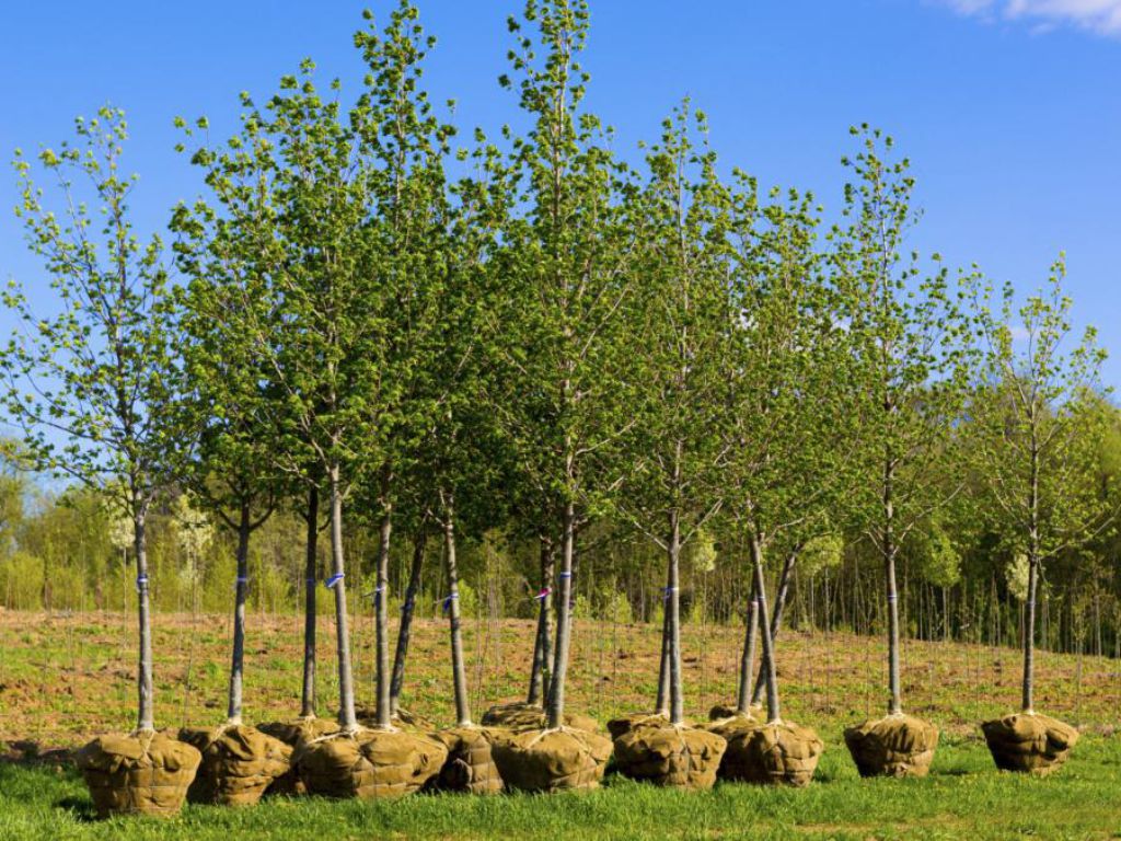 Stromy v balu před rozmístěním do krajiny