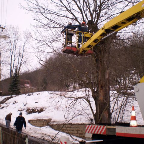 Odstranění stromu z plošiny